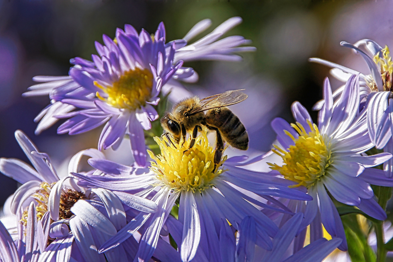 Biene an Blüte auf Nektarsuche