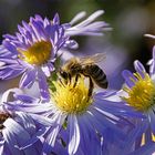 Biene an Blüte auf Nektarsuche
