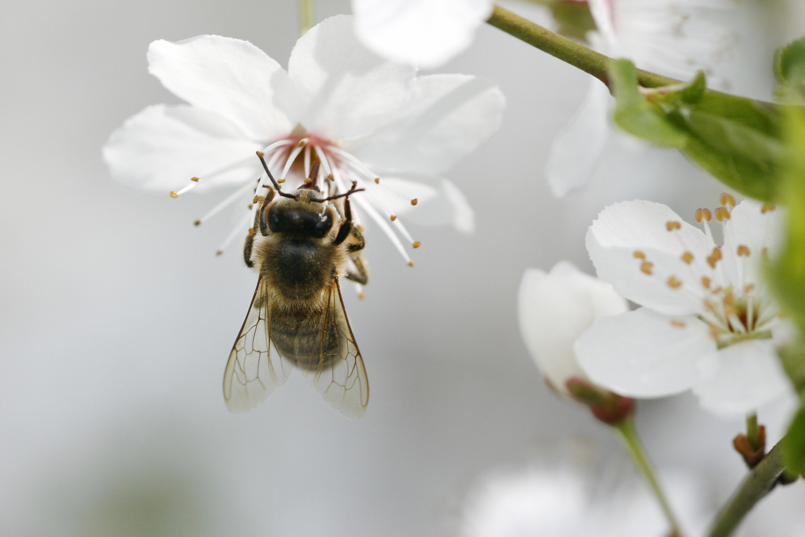 Biene an Blüte