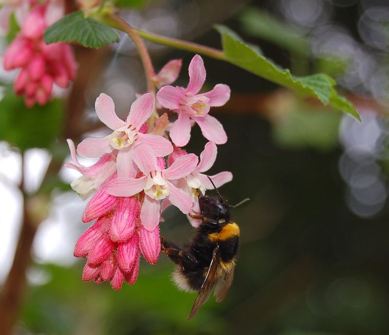 Biene an Blüte - das schmeckt lecker