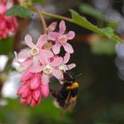 Biene an Blüte - das schmeckt lecker