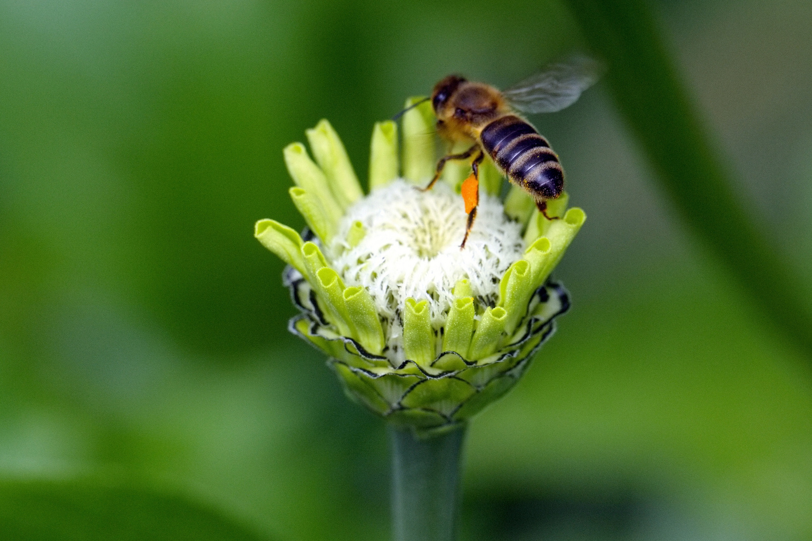 Biene an Blüte