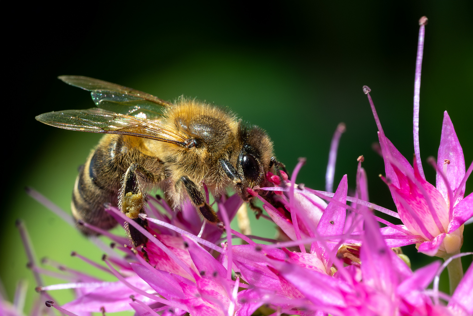 Biene an Blüte einer  Fetter Henne