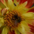 Biene an Blüte1