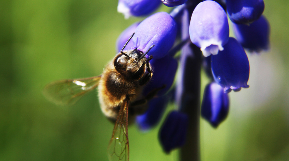 Biene an Blume