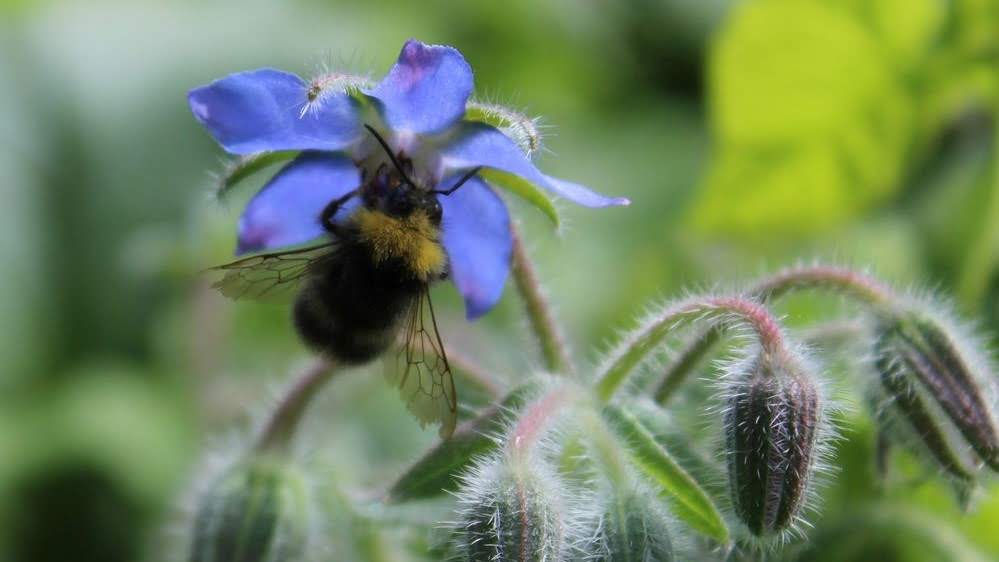 Biene an Boretschblüte