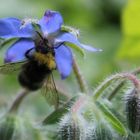 Biene an Boretschblüte