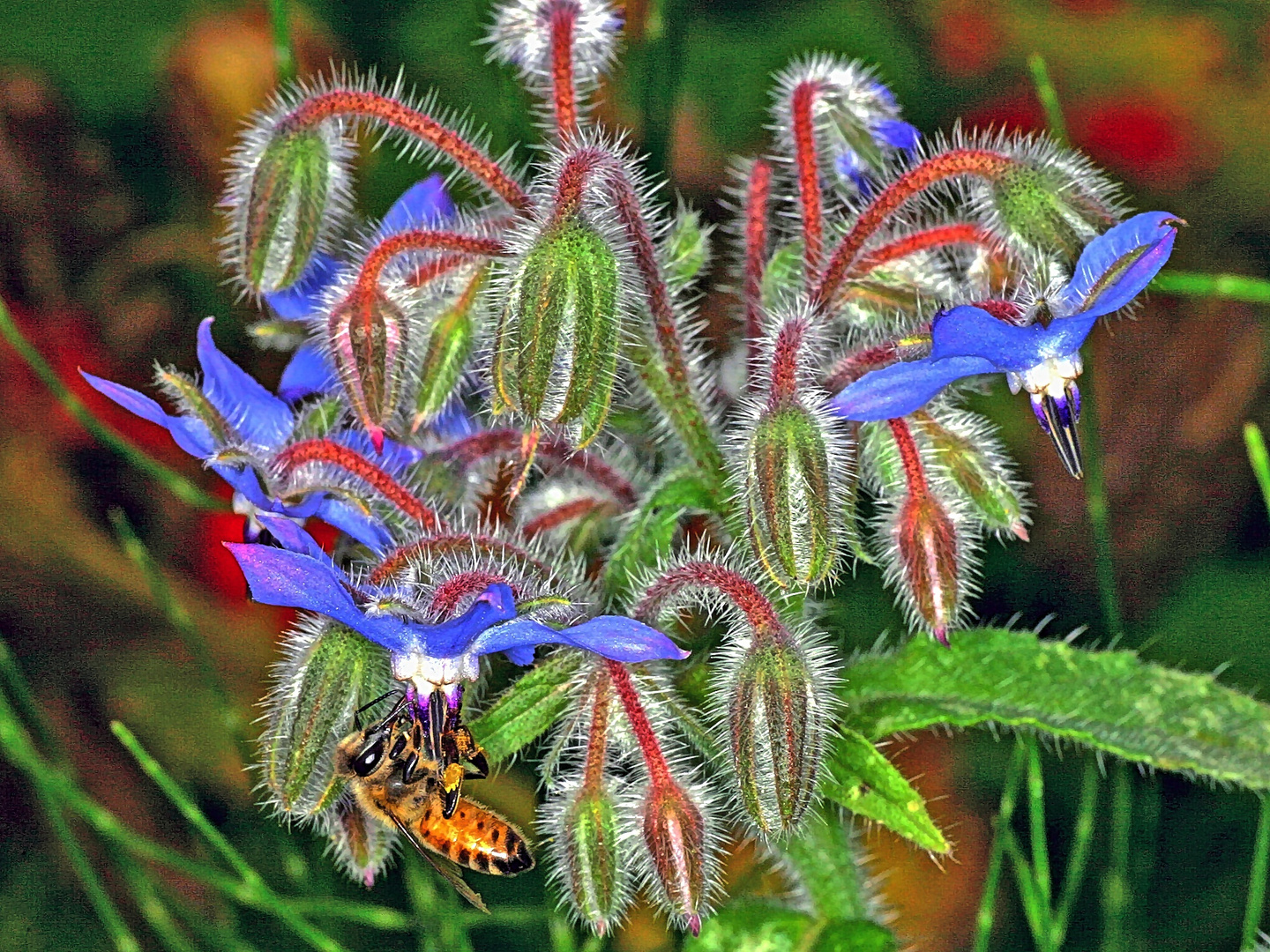 Biene an Borretsch (Borago officinalis)...