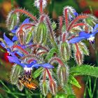 Biene an Borretsch (Borago officinalis)...