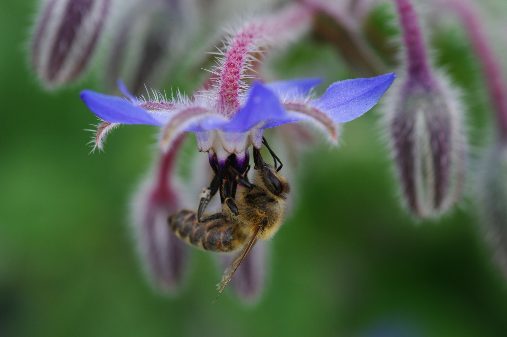 Biene an Borretschblüte