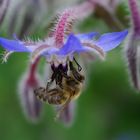 Biene an Borretschblüte