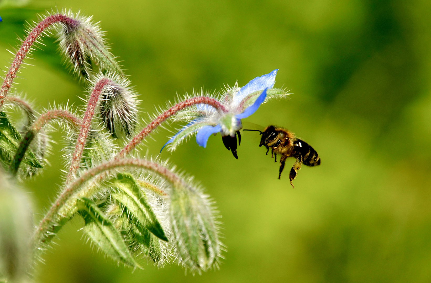 Biene an Borretschblüte