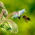 Biene an Borretschblüte