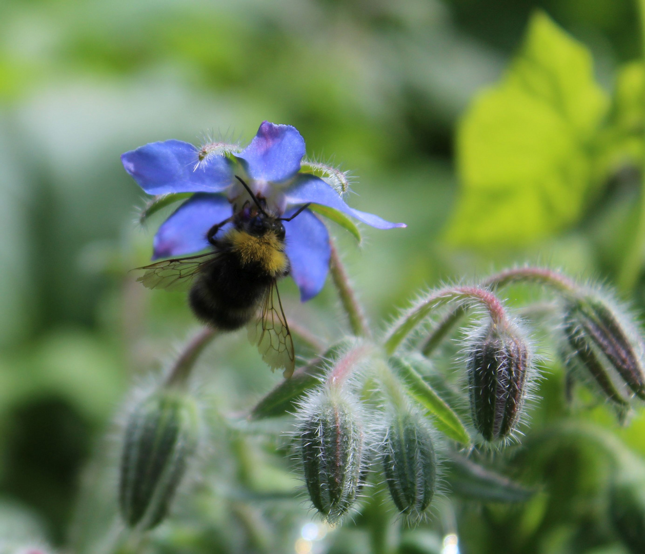 Biene an Borretschblüte