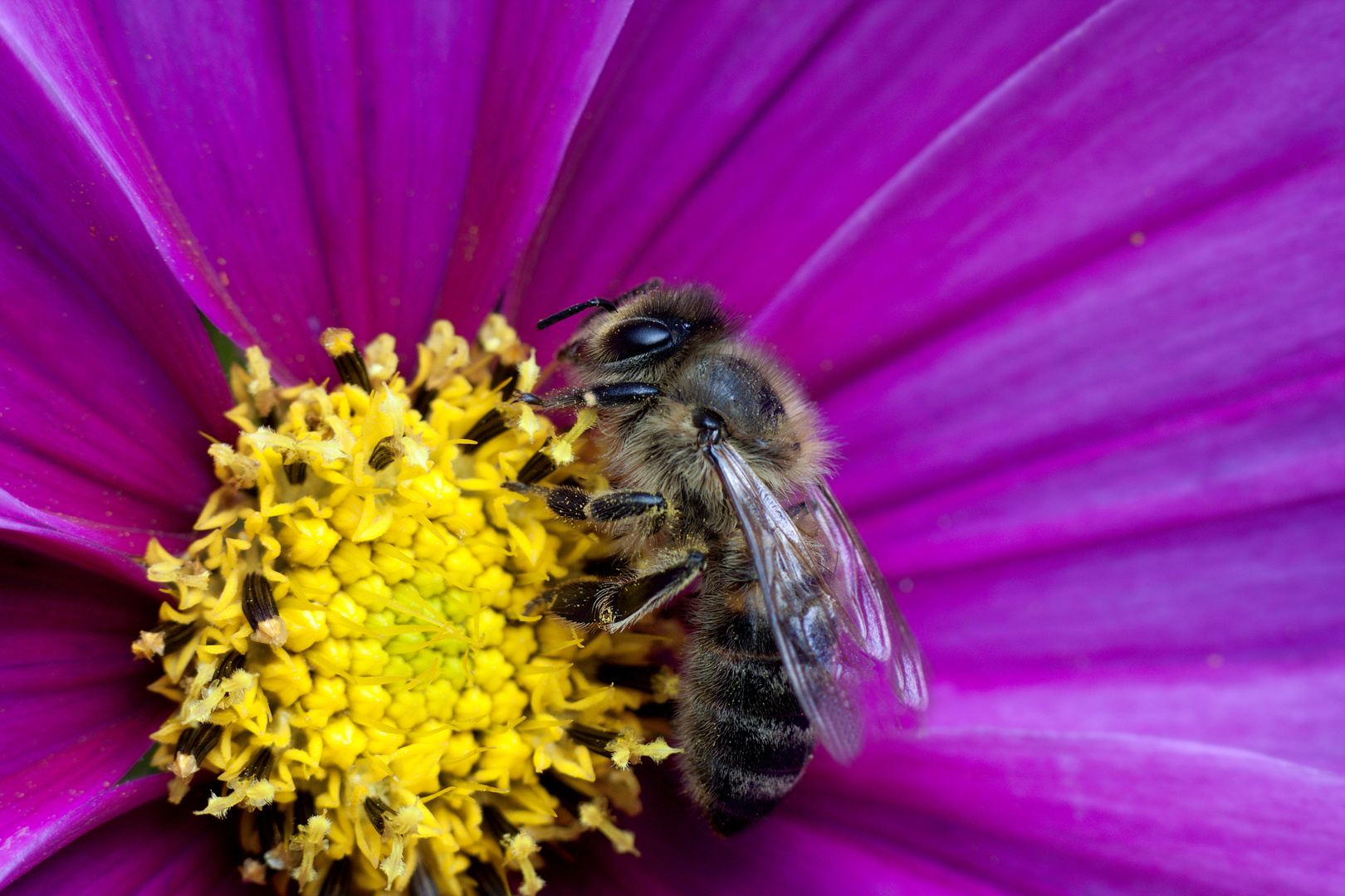 Biene an Cosmeablüte