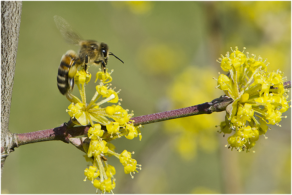 Biene an den Blüten der Kornellkirsche