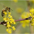 Biene an den Blüten der Kornellkirsche