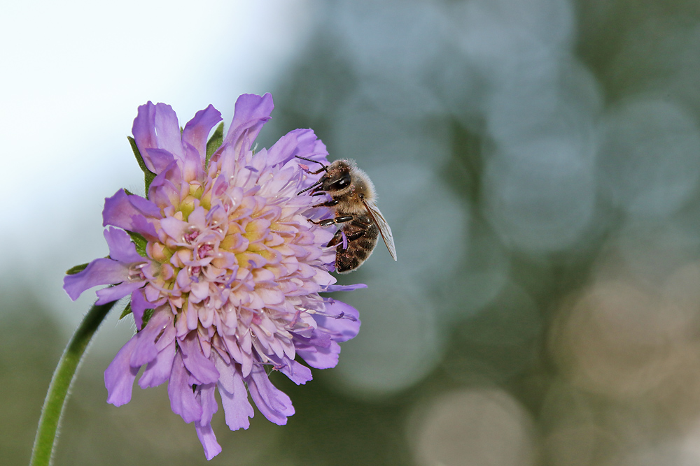 Biene an der Acker-Witwenblume