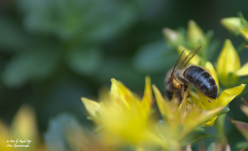 Biene an der Arbeit