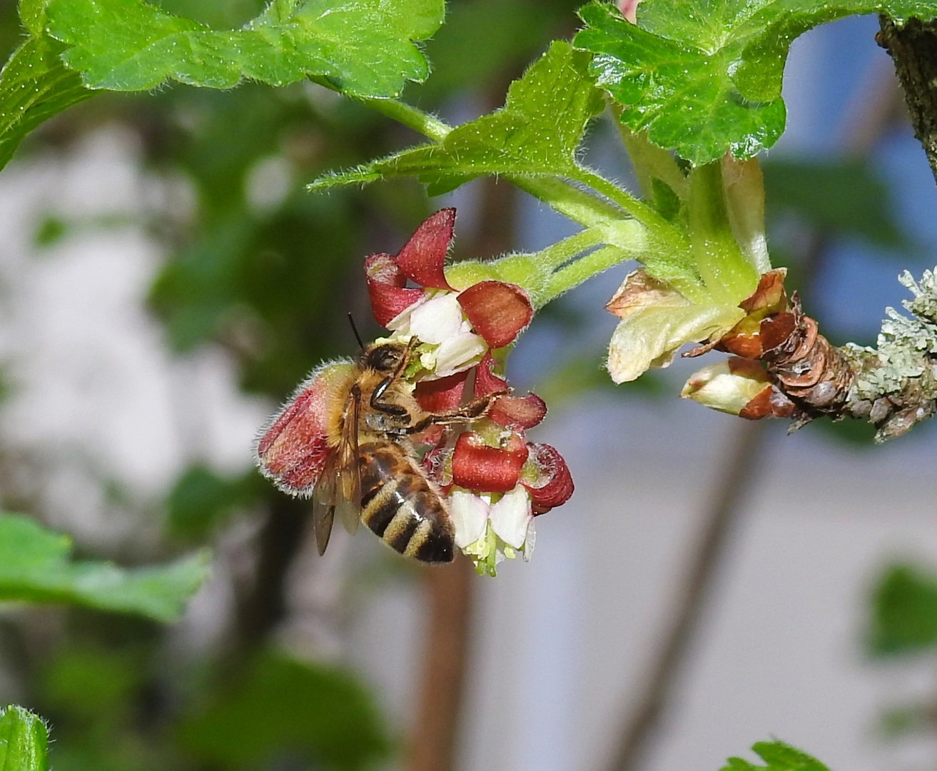 Biene an der Arbeit  mit Cassisblüte