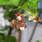 Biene an der Arbeit  mit Cassisblüte