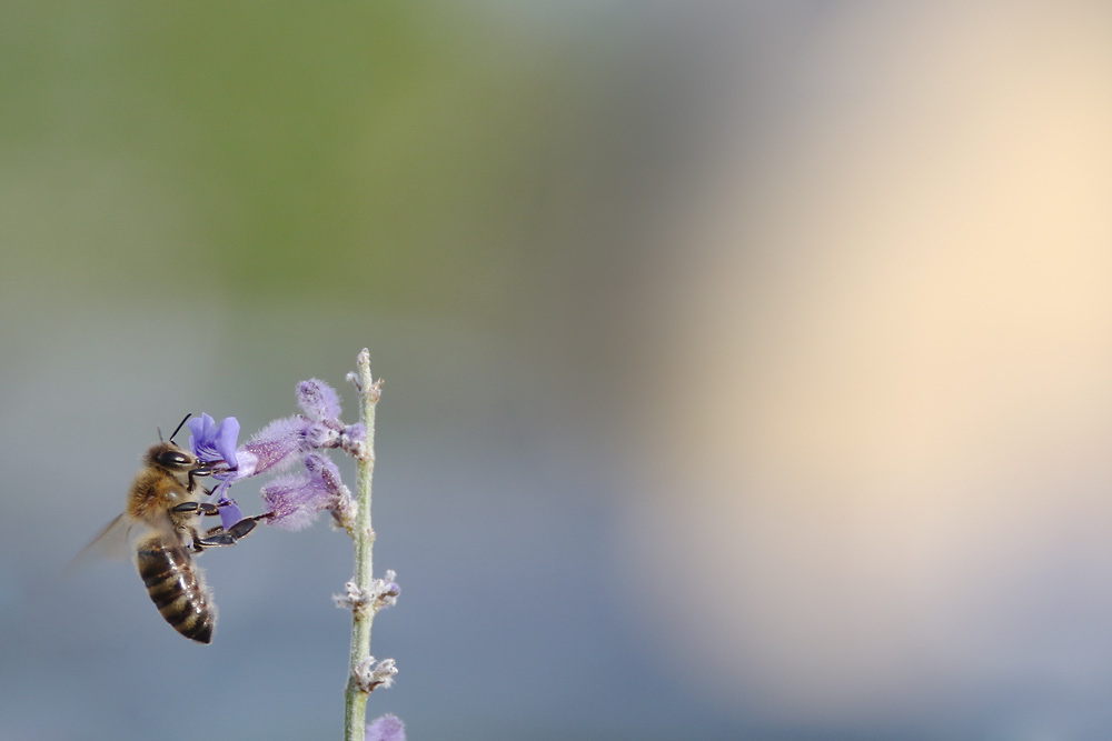 Biene an der blauen Blüte