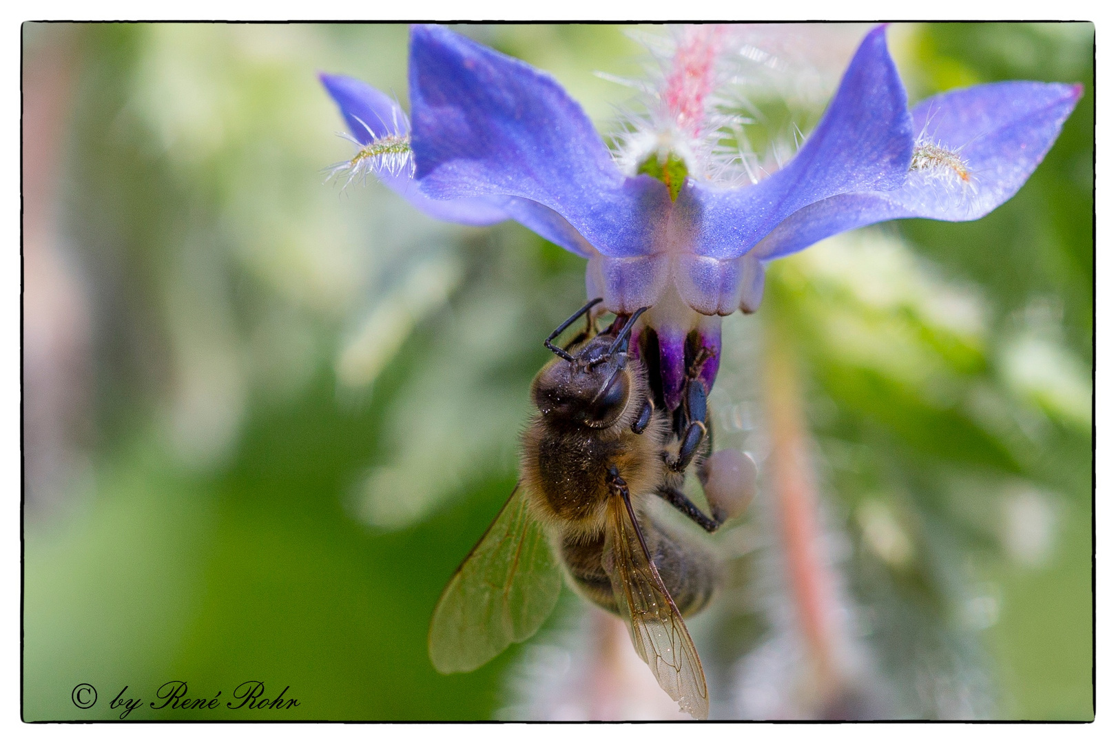 Biene an der Blüte