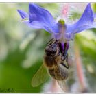 Biene an der Blüte