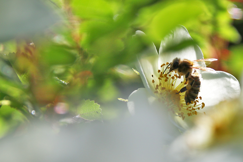 Biene an der Blüte im Gegenlicht