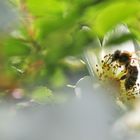 Biene an der Blüte im Gegenlicht