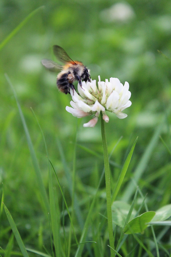 Biene an der Blume