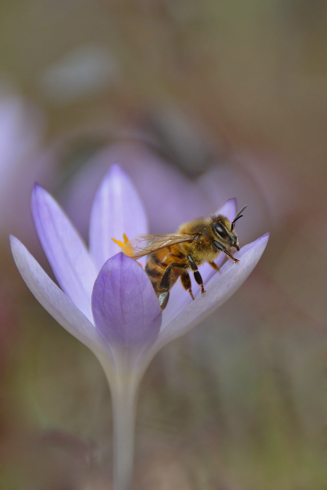 Biene an der Krokusblüte