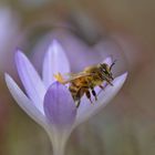 Biene an der Krokusblüte