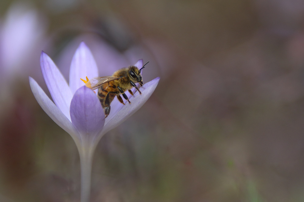 Biene an der Krokusblüte