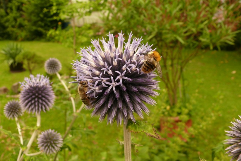 Biene an der Kugeldistel