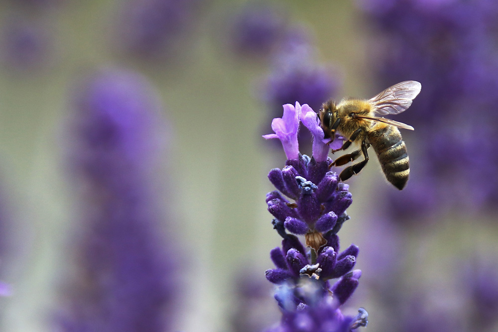 Biene an der Lavendelblüte