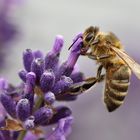 Biene an der Lavendelblüte