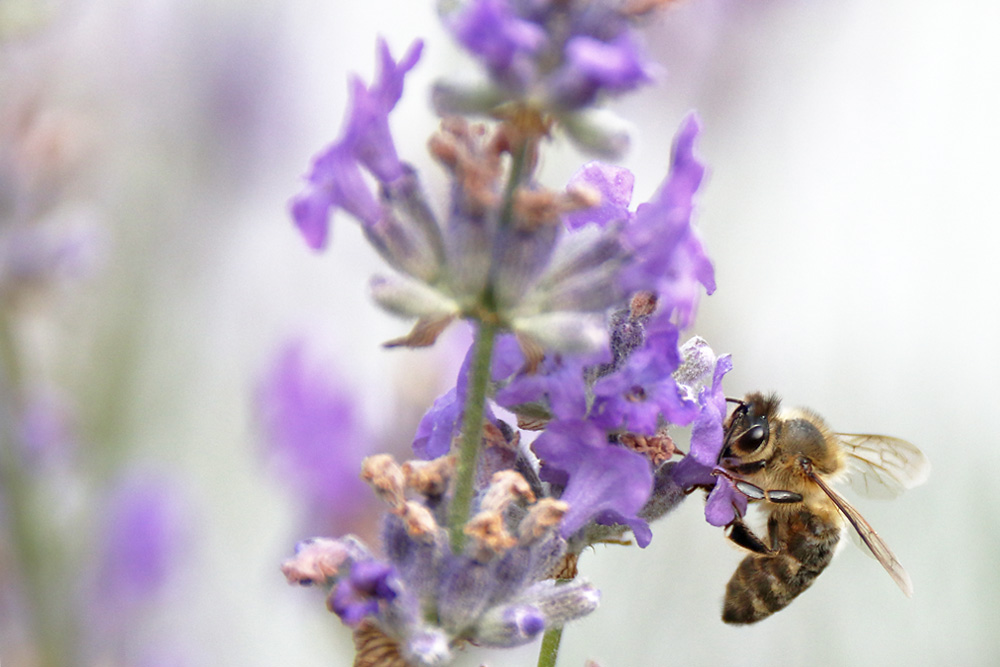 Biene an der Lavendelblüte