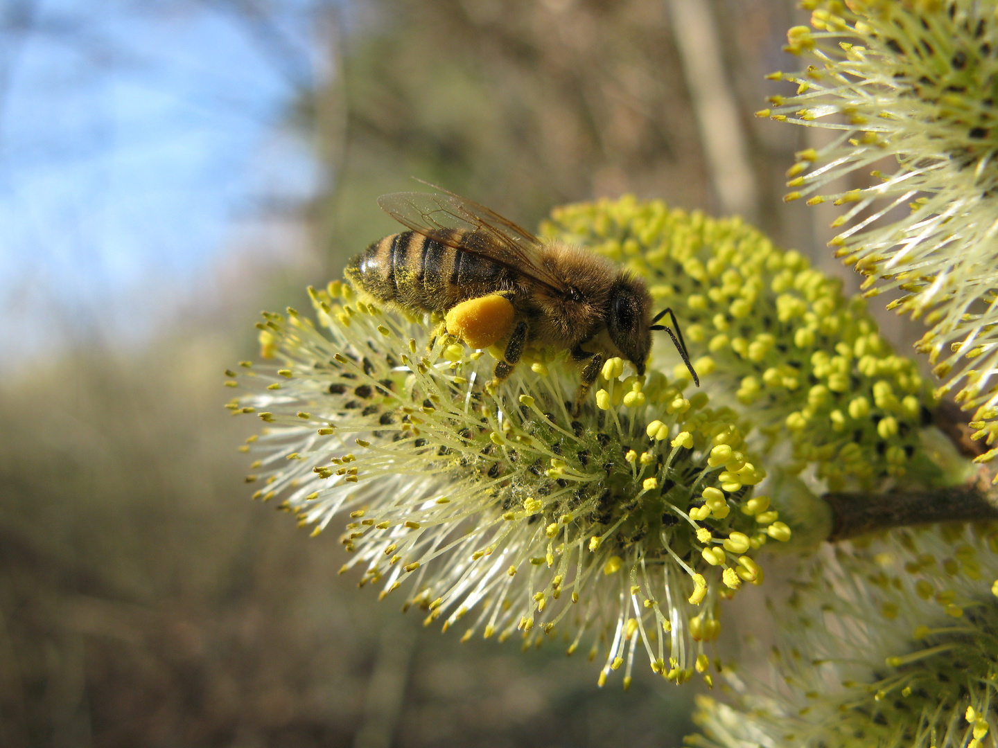 Biene an der Weide 