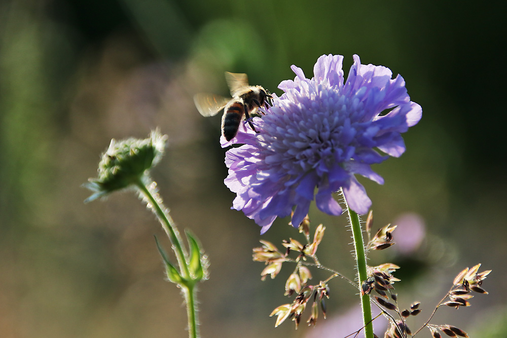 Biene an der Witwenblume