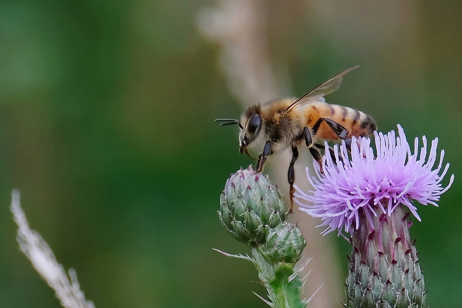 Biene an Distel