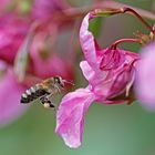 Biene an Drüsigem Springkraut