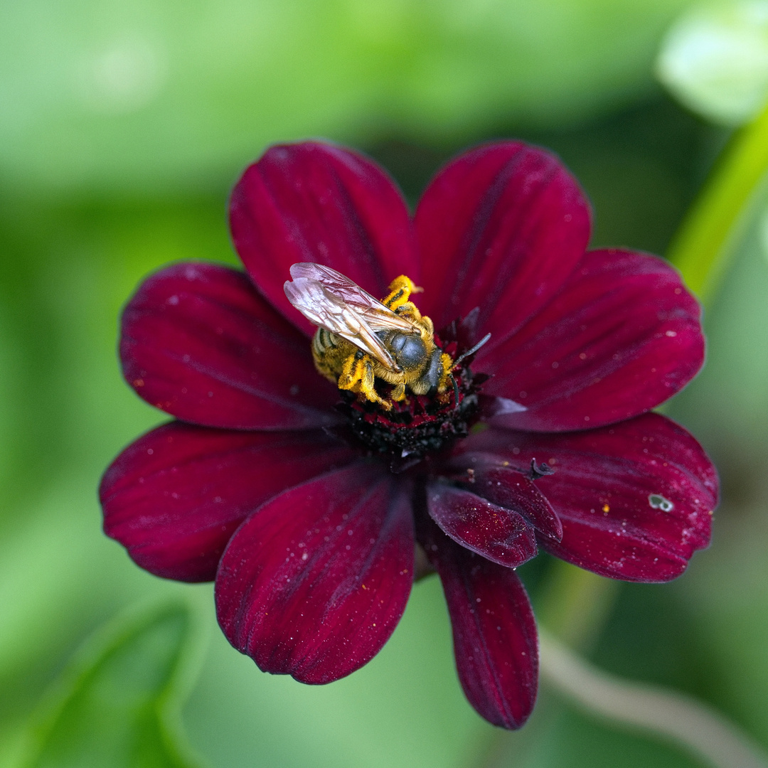 Biene an dunkelroter Blüte