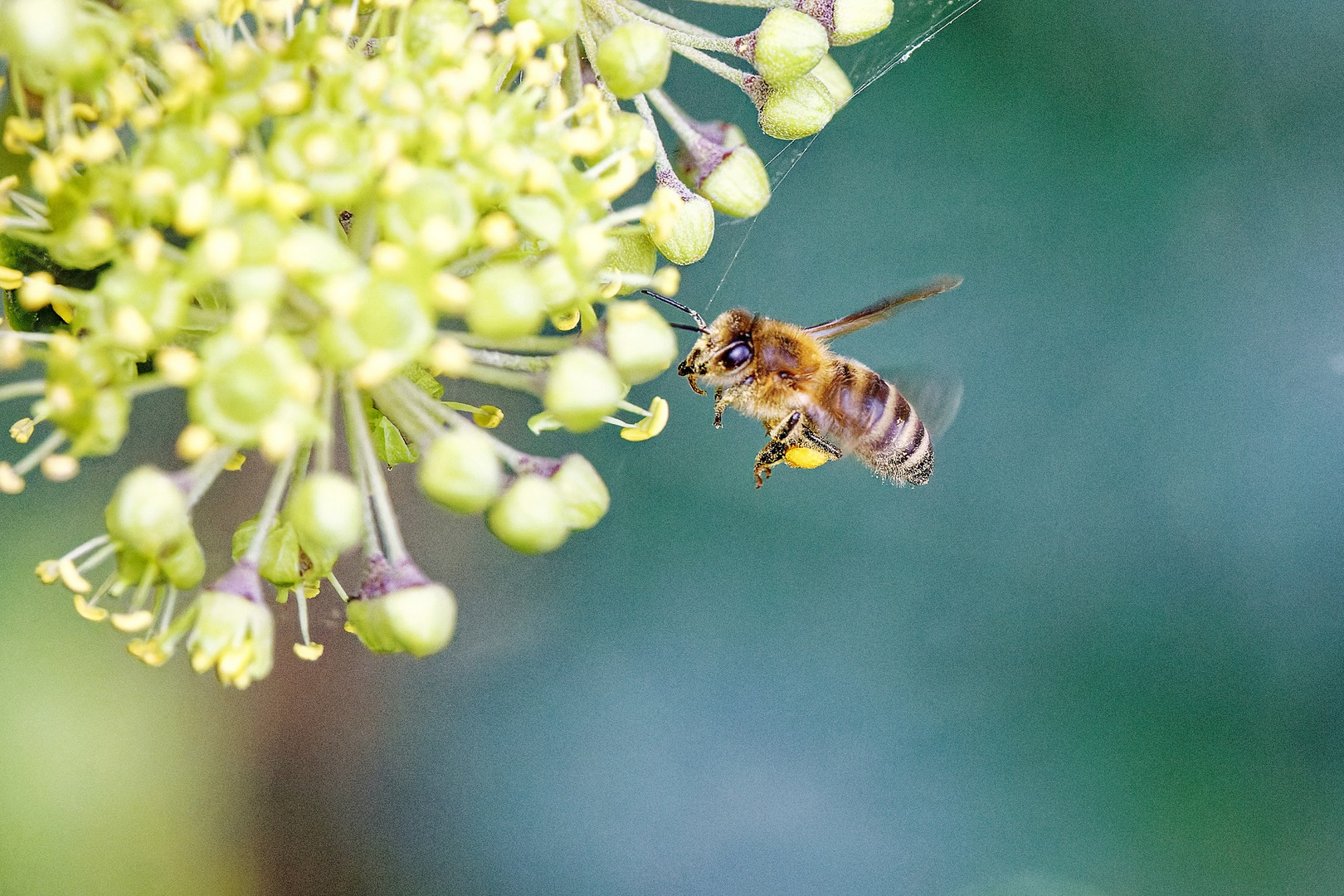 Biene an Efeublüte