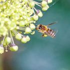 Biene an Efeublüte