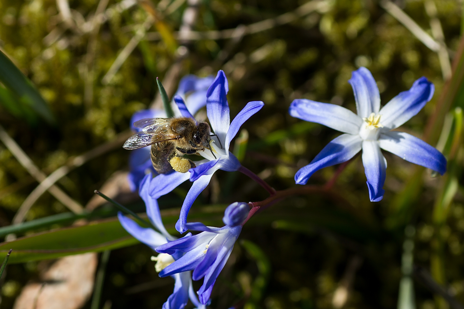 Biene an einem Blausternchen