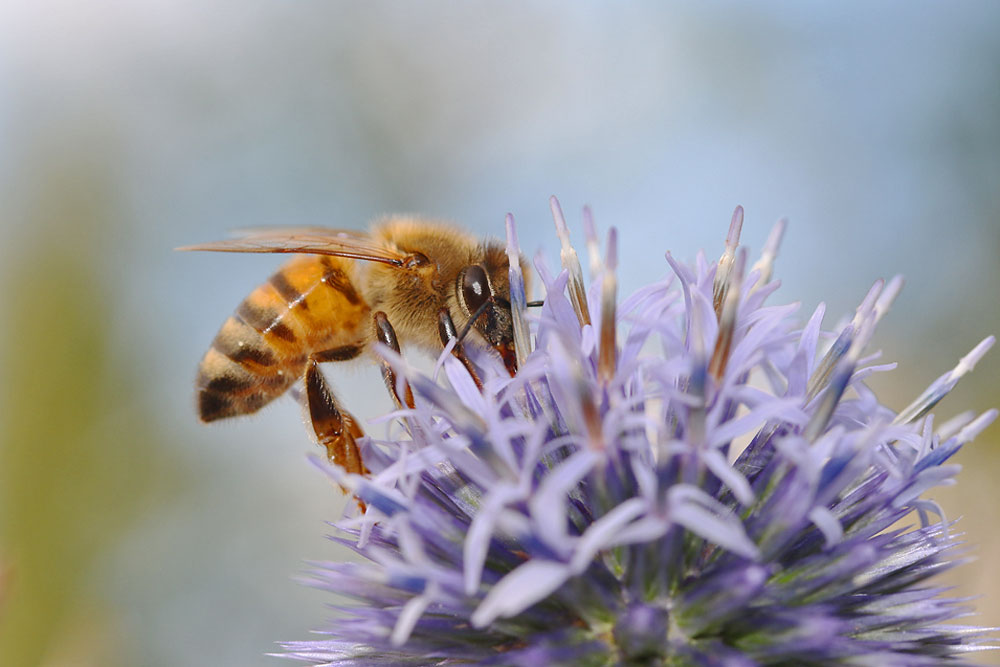 Biene an einer blauen Blüte