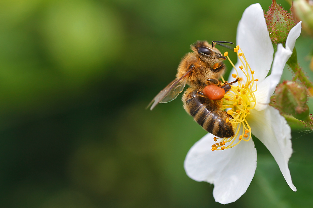 Biene an einer Blüte