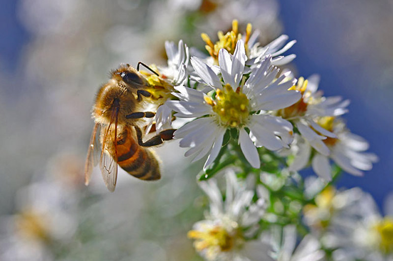 Biene an einer Blüte