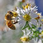 Biene an einer Blüte